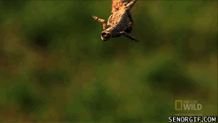 Gif Giffitty Gif Gifs