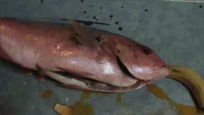 Gif Giffitty Gif Gifs