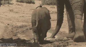 baby elephant in mud gif - gifbin.com