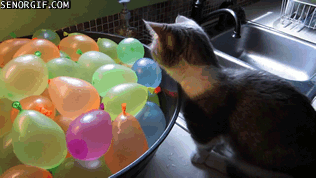 cat popping water balloons - Senorgif.Com