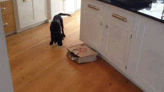 dog scared of cat gif - Tad