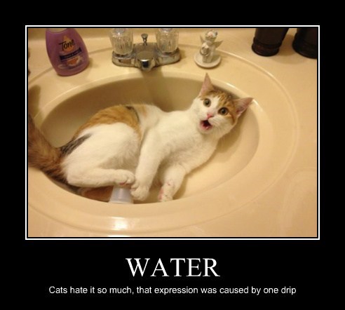 cats hate water meme - Water Cats hate it so much, that expression was caused by one drip,