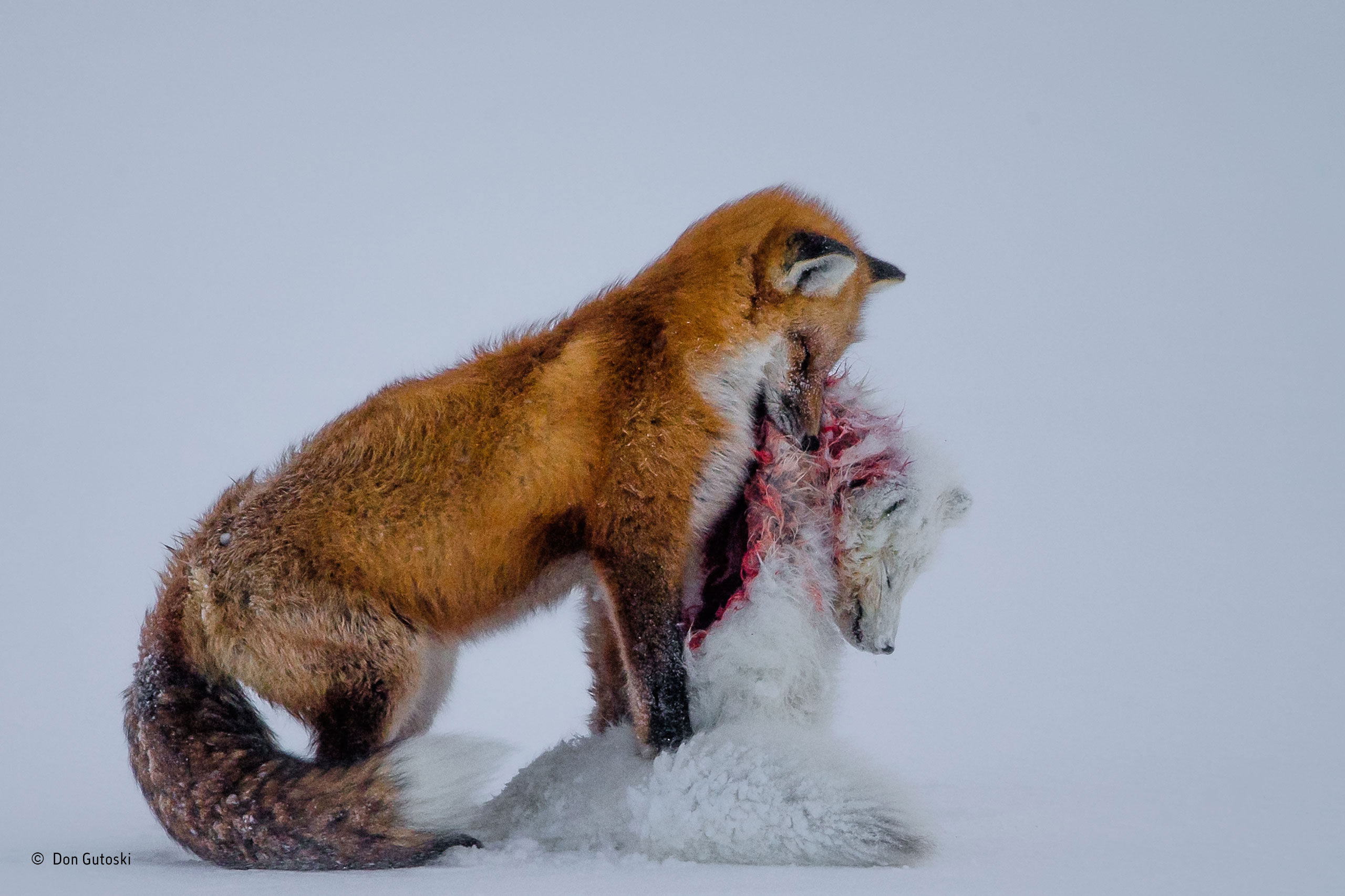 wildlife photographer of the year foxes