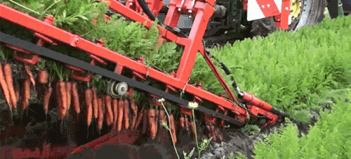 carrot harvester gif