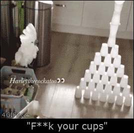 funny cockatoo gifs - Harleythecockatoo 4 GIFs.com "Fk your cups"
