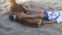 dog kicks sand on girl gif