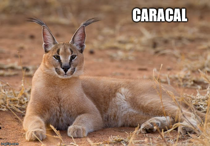 15 Different Cat Species You Might Not Know About