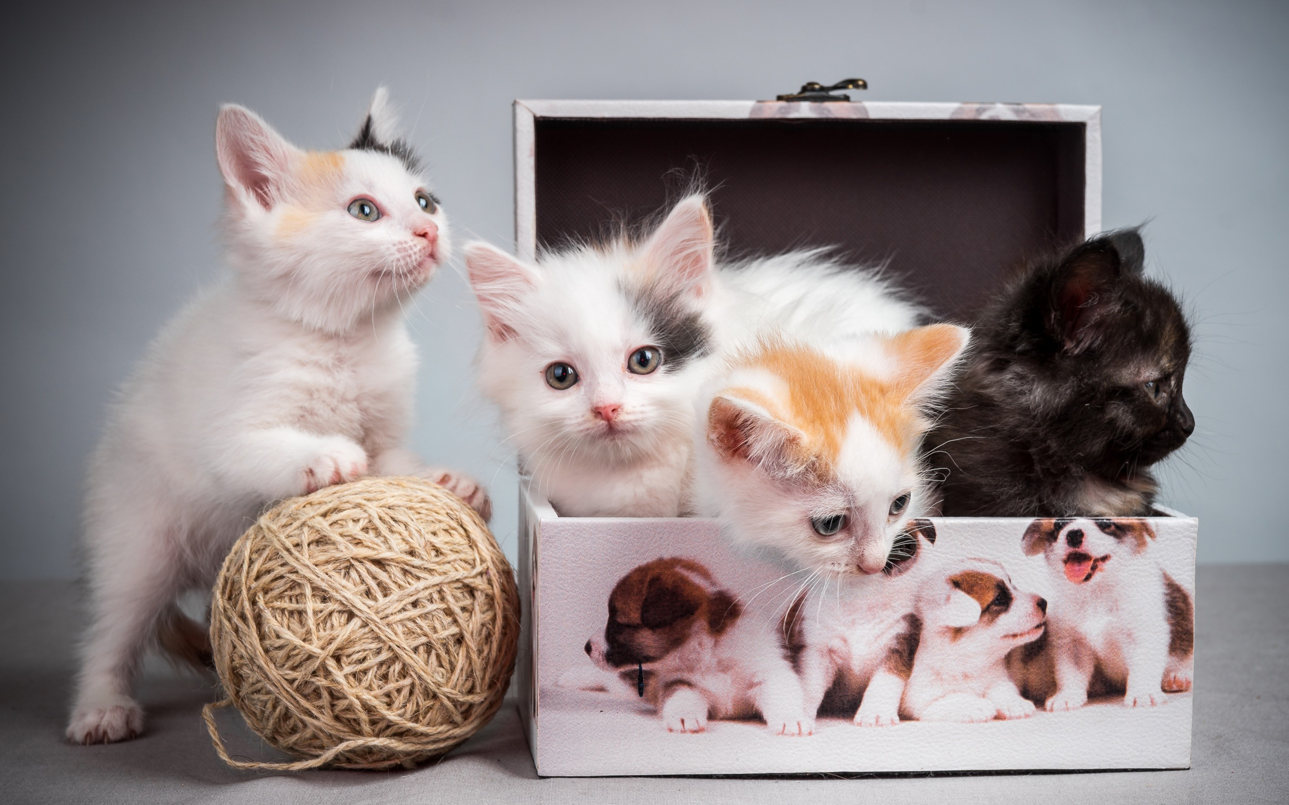 Caturday pic of kittens in a box