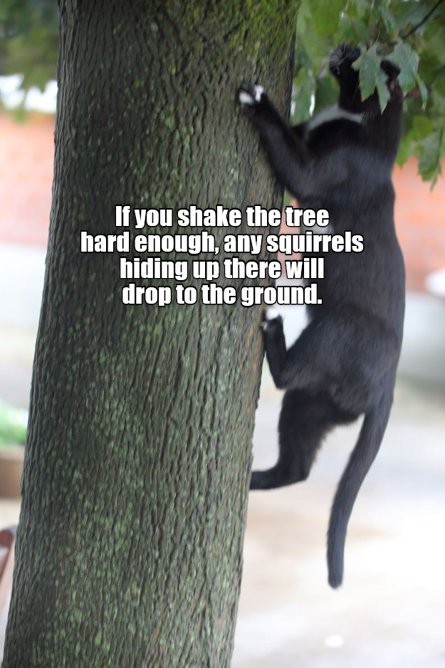 Caturday meme about cats methods of catching squirrels