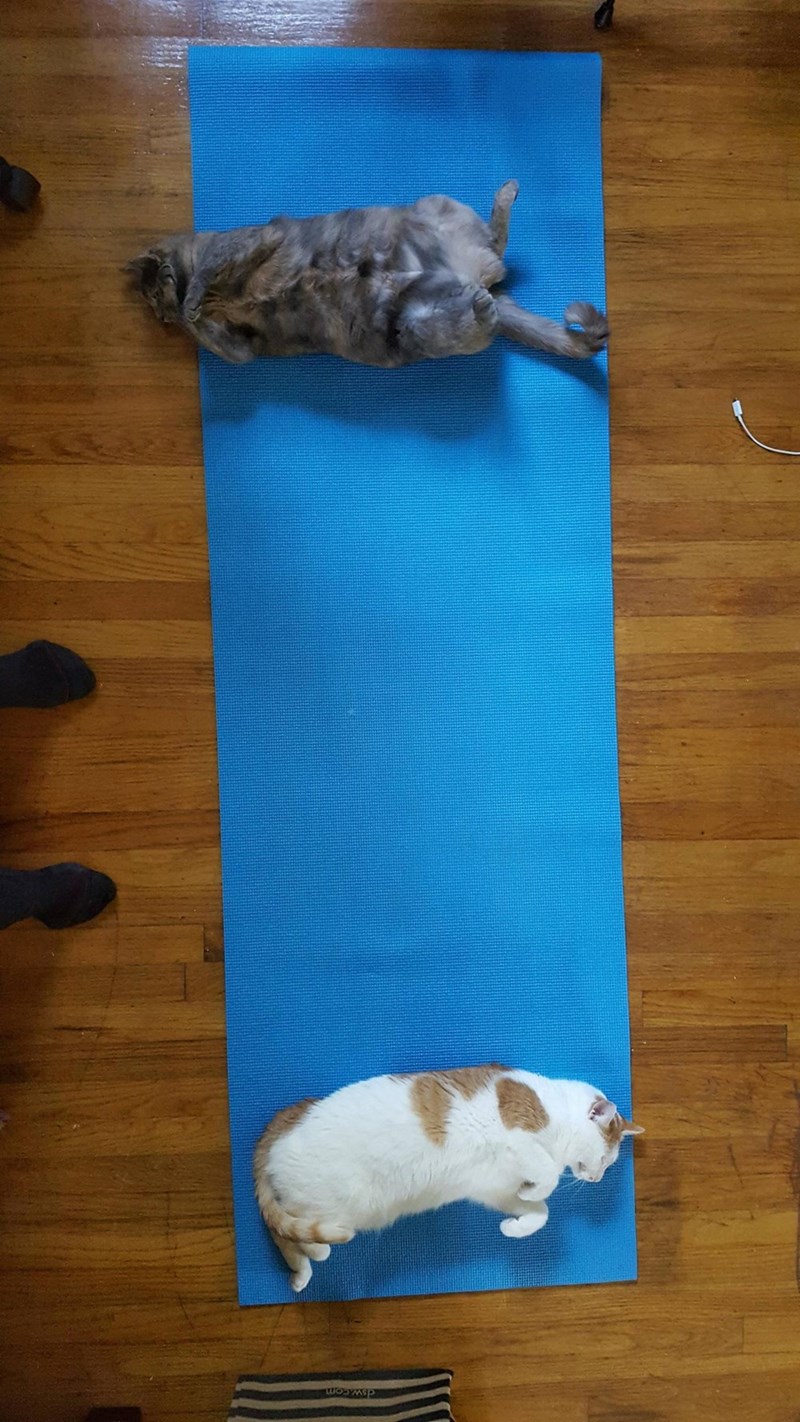 Caturday pic of two cats resting on a yoga mat