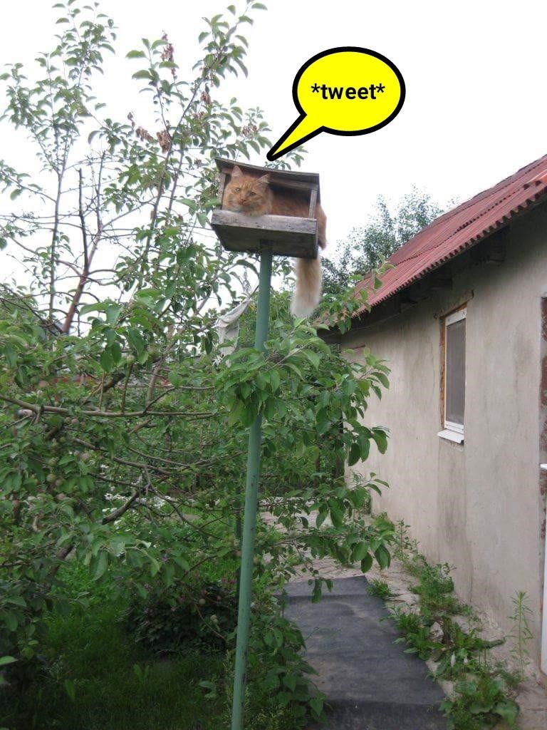 Caturday meme of a cat in a bird house pretending to be a bird