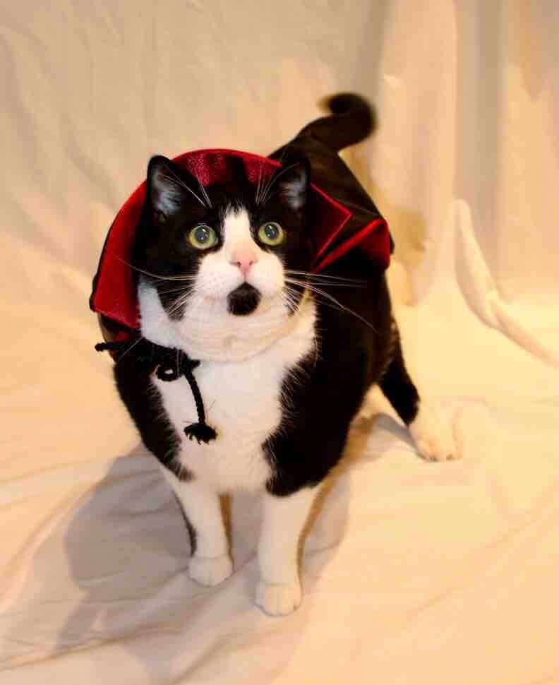 Caturday pic of a cat dressed like Dracula