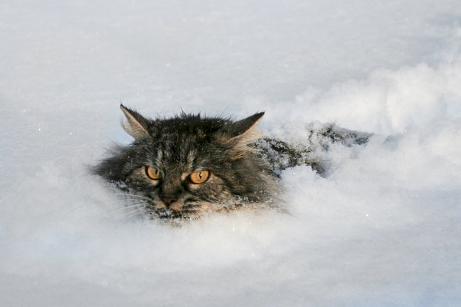 Caturday pic of a feral looking cat trudging through snow