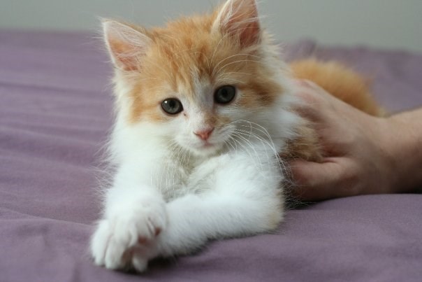 Caturday pic of a cute kitten posing for the camera