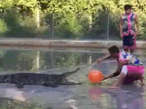 alligator fail gif