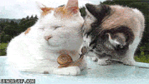 Caturday gif of two cats playing with a snail