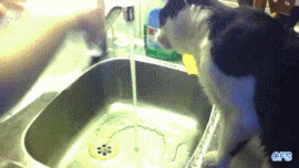 Caturday gif of a cat helping with the dishes