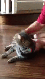 Caturday gif of a cat who can't walk when wearing a jacket