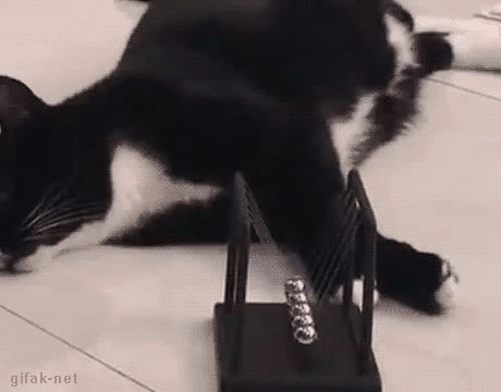 Caturday of a cat playing with a newton's cradle