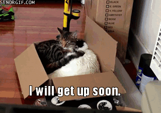 Caturday gif of cats sleeping together in a box