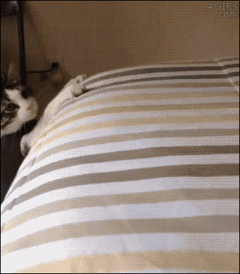Caturday gif of cat trying to climb a bed and failing