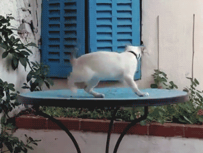 Caturday gif of a cat playing with a branch and falling off a table