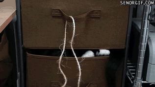 Caturday gif of a cat playing with a string