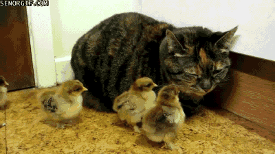Caturday gif of a cat surrounded by chicks