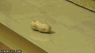 Caturday gif of a cat playing with a peanut