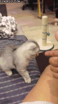 Caturday gif of a cat accidentally rolling off a bed