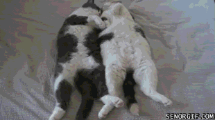 Caturday gif of two cats sleeping together