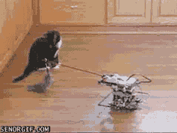 Caturday gif of a cat playing with a robot
