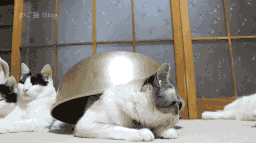 Caturday gif of a cat hiding under a bowl