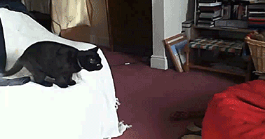 Caturday gif of a cat jumping into a bean bag
