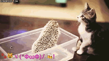 Caturday gif of a cat getting scared of a hedgehog