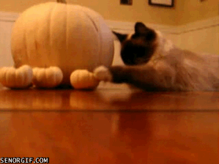 Caturday gif of a cat playing with pumpkins