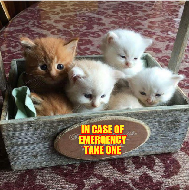 Caturday meme about emergency kittens