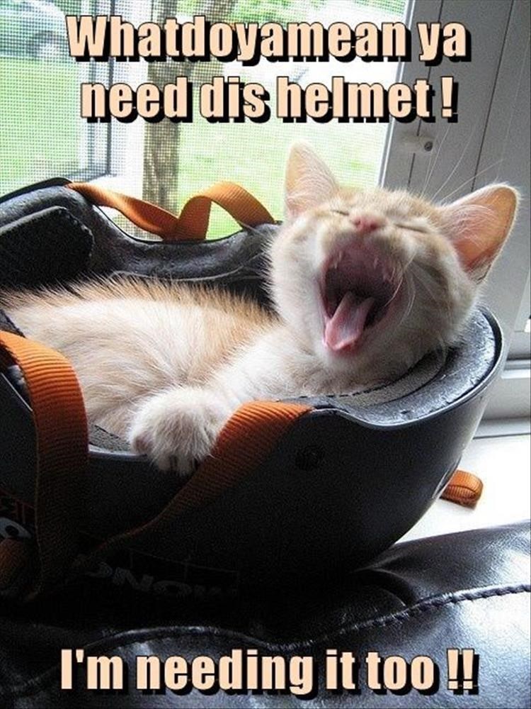 Caturday meme of a cat sleeping in a helmet