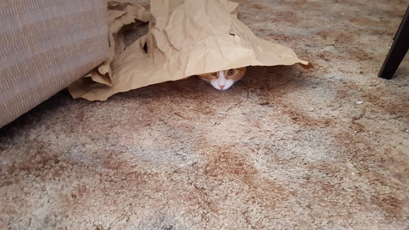 Caturday pic of a cat peeking from under paper