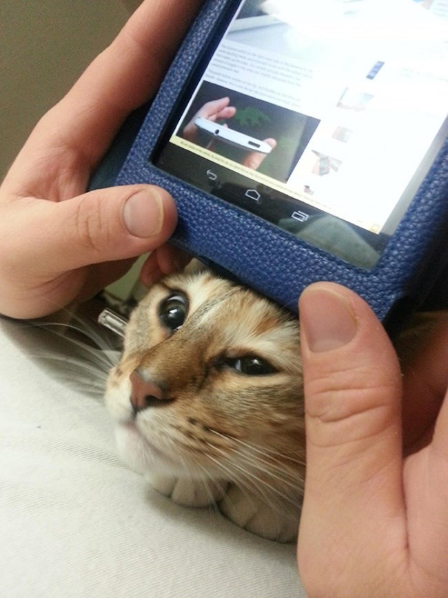 Caturday pic of a cat wanting attention while you're on your phone