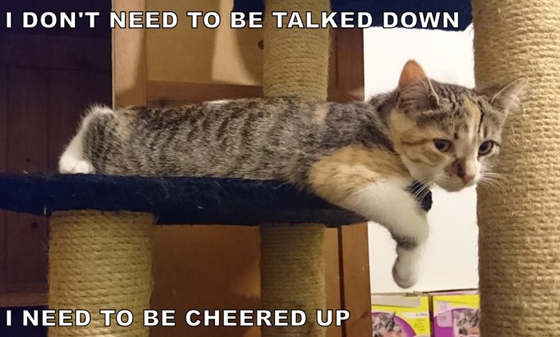 Caturday meme of a cat needing cheering up