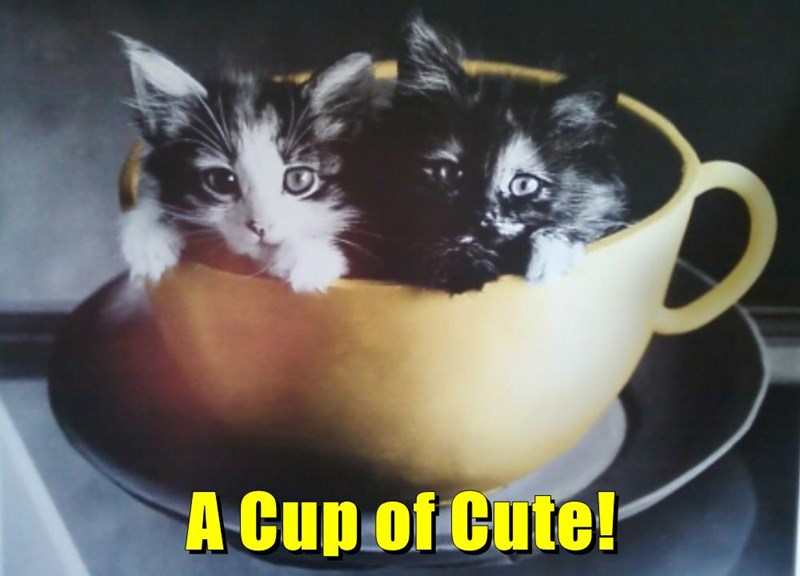 Caturday meme of two kittens in a teacup