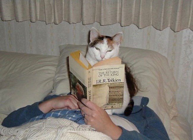 Caturday pic of a cat sitting on a person's face and reading their book