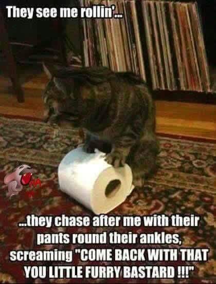 Caturday meme about cats stealing toilet paper