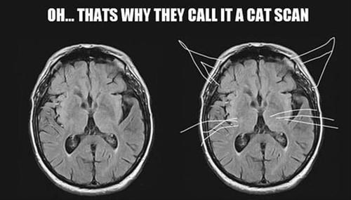 Caturday meme pun about a cat scans