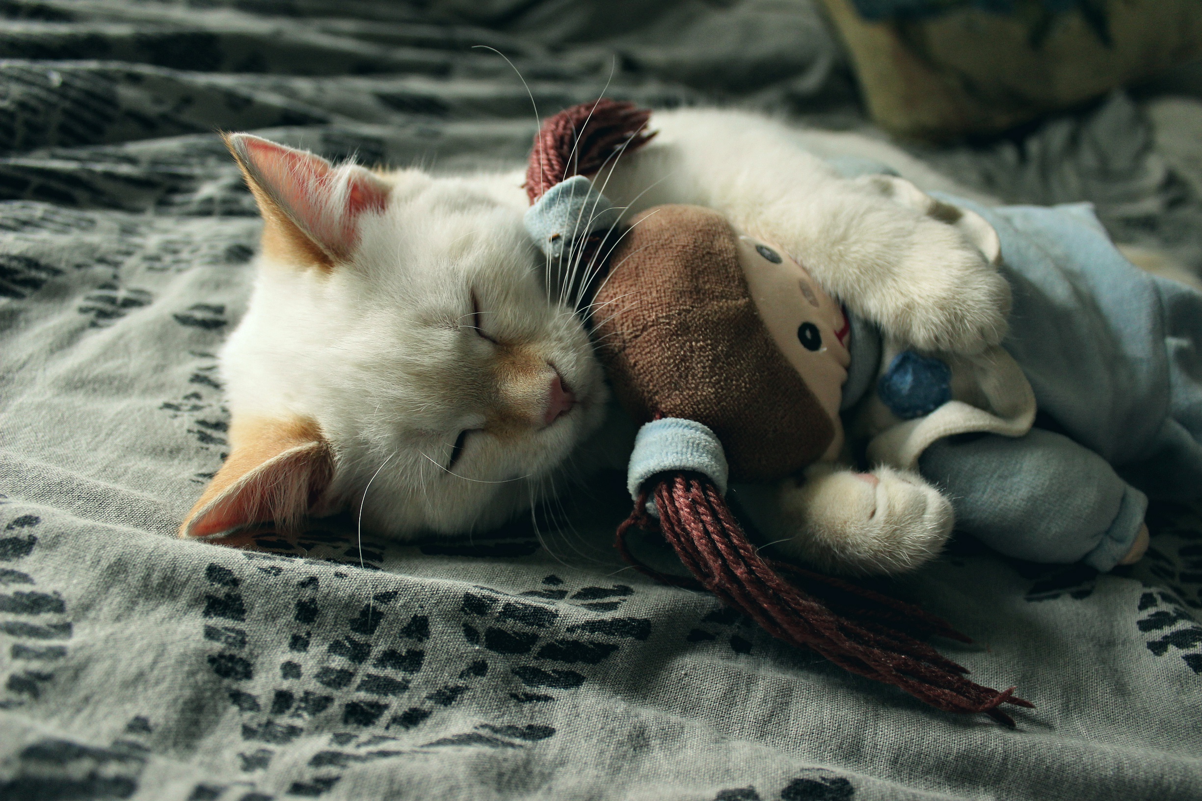 Caturday pic of a cat sleeping cuddling with a doll