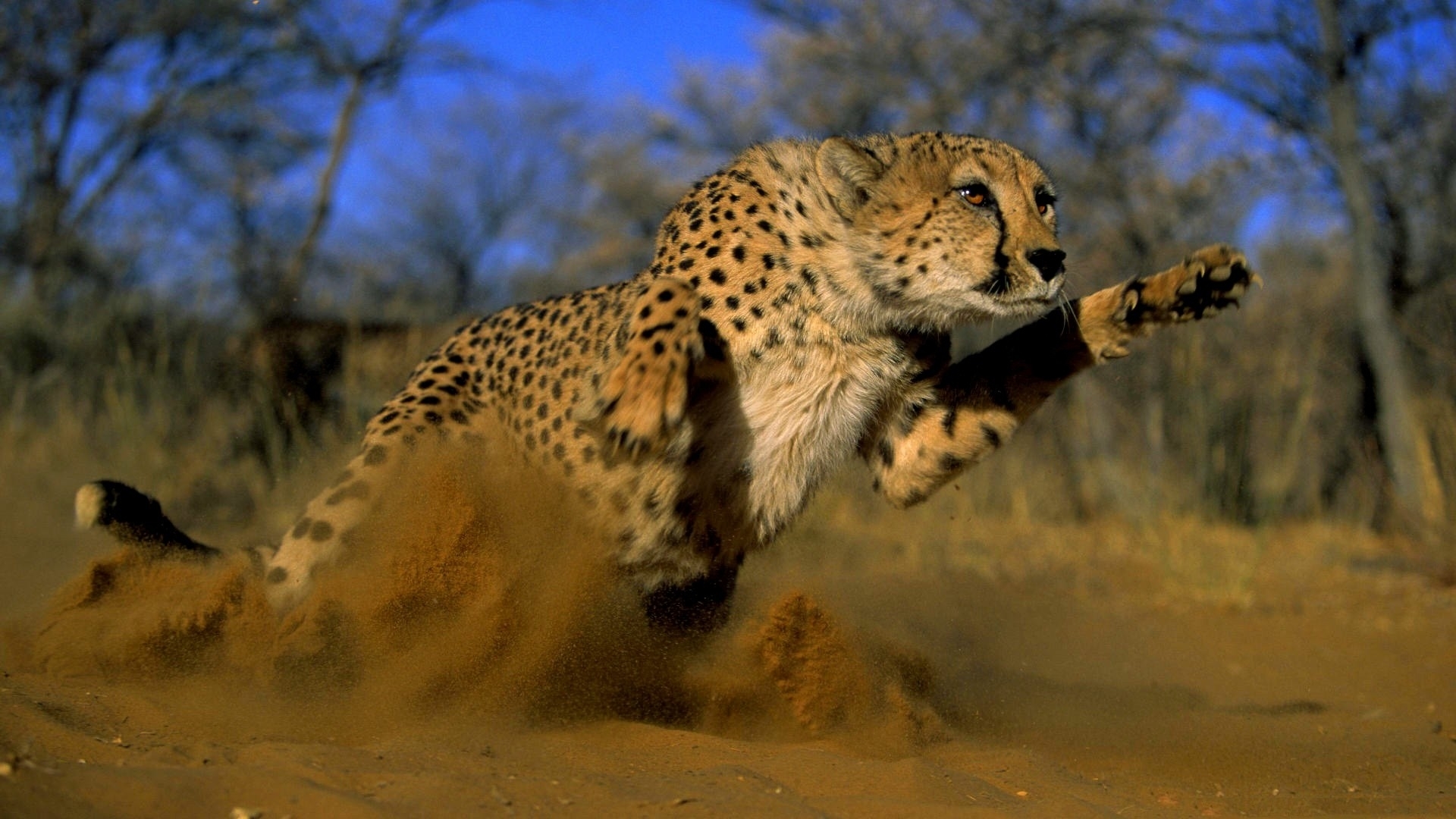 Caturday pic of a cheetah mid run