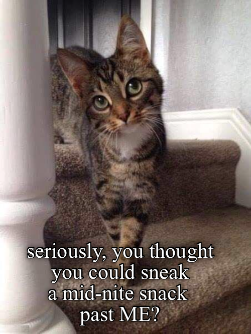 Caturday meme of a cat judging you for snacking