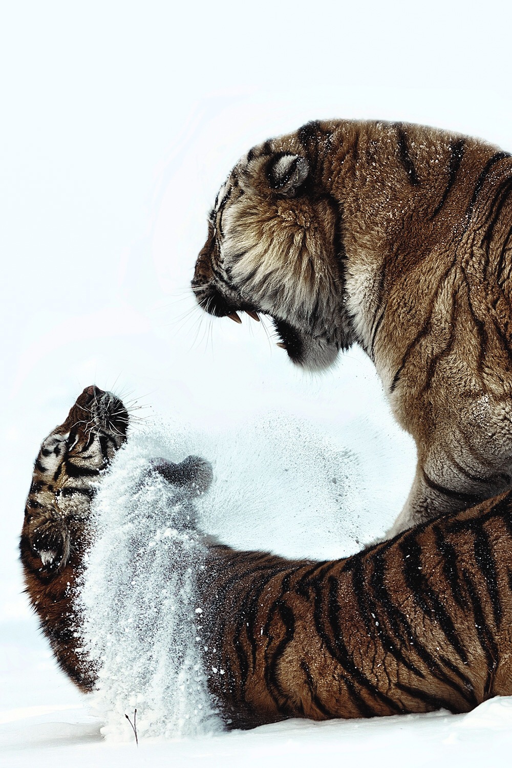 Caturday pic of tigers fighting in the snow