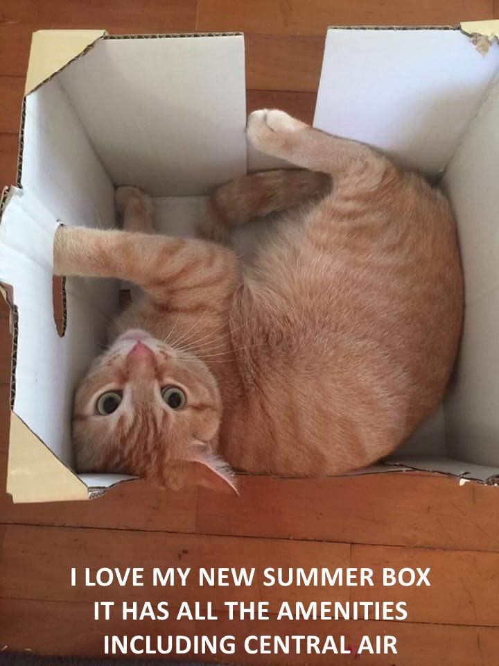 Caturday meme about a cat's new box for the summer